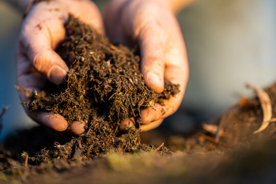 farmer collecting soil samples in a test tube in a field. Agronomist checking soil carbon and plant health on a farm in  a field
