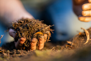 regenerative organic farmer, taking soil samples and looking at plant growth in a farm. practicing sustainable agriculture in spring