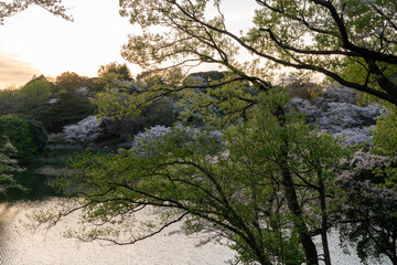 三ツ池公園の桜