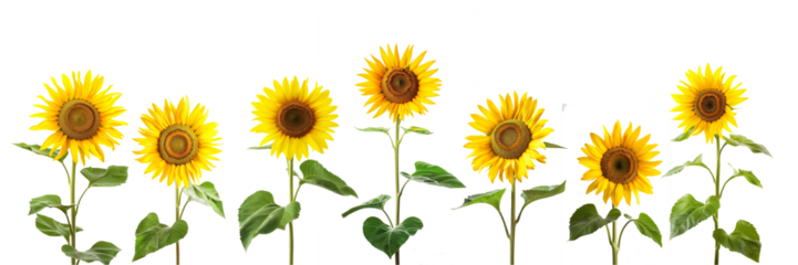 Collection set of photos of sunflowers isolated on tranparent background, summer flowers, png file