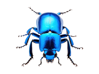 a close up of a blue bug