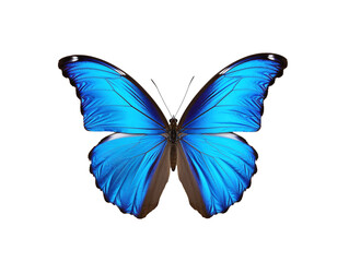 Fototapeta premium a blue butterfly with black wings