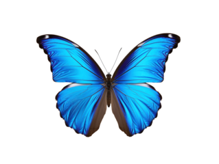 a blue butterfly with black wings