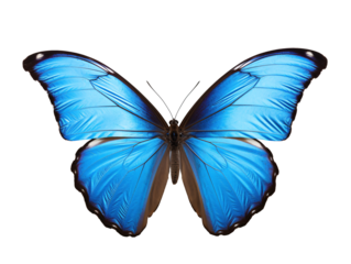 a blue butterfly with black trim