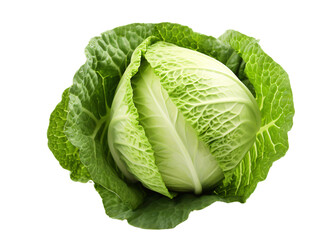 Fototapeta premium a head of cabbage with leaves