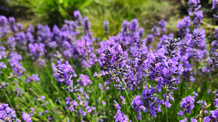 Flowers of beautiful blooming lavender, close-up