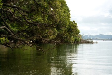 Pittosporum tobira tree (Australian laurel, cheesewood) Drapes Over Shoreline