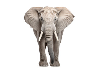 an elephant with tusks and large ears