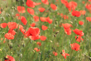 Papaver rhoeas. Glade with red poppies in the wind. Beautiful bright poppies on a sunny day. Field with flowers. Blooming red poppies on a blurred background