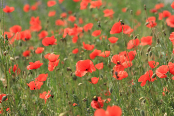 Papaver rhoeas. Glade with red poppies in the wind. Beautiful bright poppies on a sunny day. Field with flowers. Blooming red poppies on a blurred background