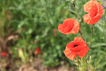 Papaver rhoeas. Glade with red poppies in the wind. Beautiful bright poppies on a sunny day. Field with flowers. Blooming red poppies on a blurred background