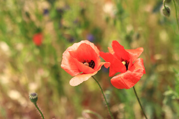 Obraz premium Papaver rhoeas. Glade with red poppies in the wind. Beautiful bright poppies on a sunny day. Field with flowers. Blooming red poppies on a blurred background
