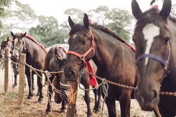 chevaux attachés au bord du pré