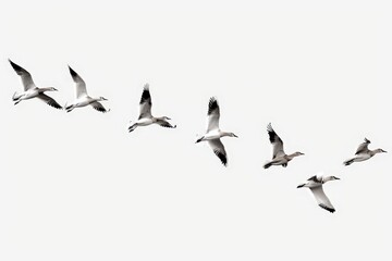 Fototapeta premium Transparent background for easy integration into various projects.