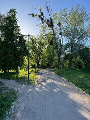 A path in the park with birches and banches. This is a beautiful landscape. Chisinau, Republic of Moldova.
