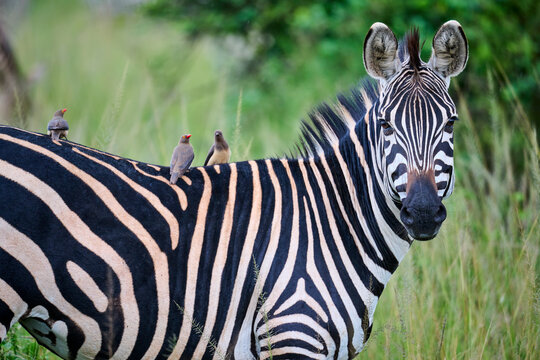 Burchell's zebra (Equus quagga burchellii) standing in savanna with three Red billed oxpeckers (Buphagus erythrorhynchus) perched on its back, Akagera National Park, Rwanda. 