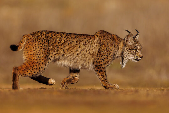 Iberian lynx  (Lynx pardinus) walking over dry ground, Finca de Penalayo, Castilla, Spain. Endangered.  