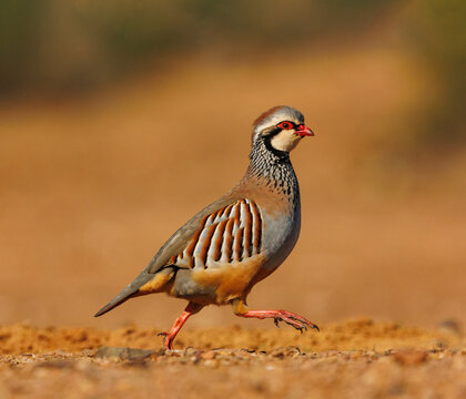 Red partridge (Alectoris rufa) walking over dry ground, Penalajo, Castilla, Spain. February. 