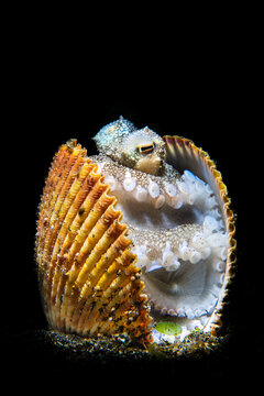 Veined octopus (Amphioctopus marginatus) making its home in an old clam shell on the seabed, Bitung, North Sulawesi, Lembeh Strait, Molucca Sea. 