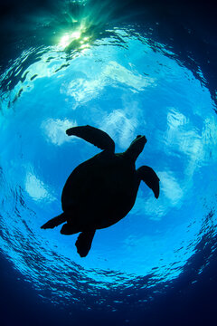 Green turtle (Chelonia mydas) male, silhouetted in Snell's window with sunburst, Tubbataha Atolls, Palawan, Philippines, Sulu Sea. Endangered. 