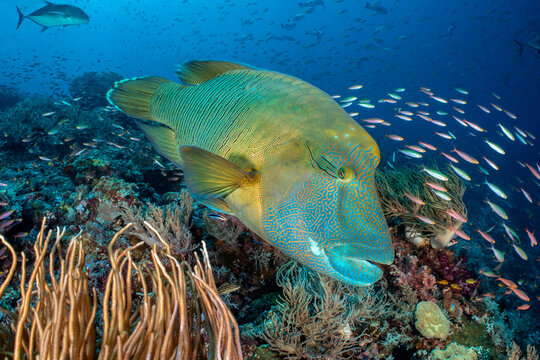 Napoleon wrasse (Cheilinus undulatus) and shoal of Fusiliers (Caesionidae) swimming over coral reef, Raja Ampat, West Papua, Ceram Sea, Pacific Ocean. 
