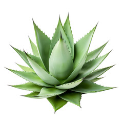  Agave bush isolated on transparent or white background