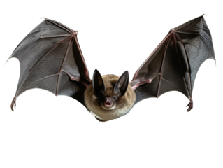 a bat with wings spread