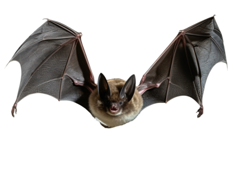 a bat with wings spread