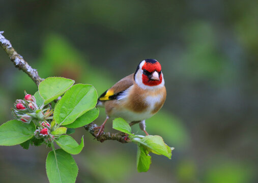 European goldfinch (Carduelis carduelis) perched in Apple tree (Malus domestica), Bishopswood, Somerset, UK. April. Cropped. 