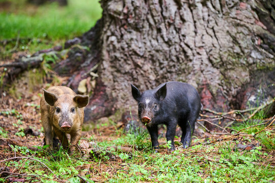 Two Corsican piglets (Sus scrofa domestica) in woodland, free-range pigs in the forest of Castagniccia, Haute Corse, Corsica. June. 