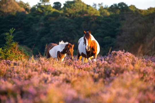 New Forest pony mare and foal standing among Heather (Calluna vulgaris) at dawn, New Forest National Park, Hampshire, England, UK. September. 