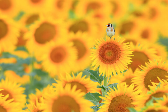 European goldfinch (Carduelis carduelis) perched in field of Sunflowers (Helianthus annuus), Cadiz, Andalusia, Spain. July. 