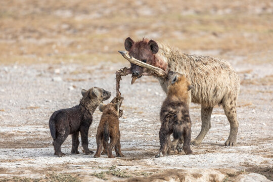 Spotted hyena (Crocuta crocuta) bringing carrion to cubs at den, Amboseli National Park, Kenya. 