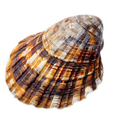 Fototapeta premium [Transparent Background PNG]Seashell on white background