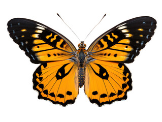 a close up of a butterfly