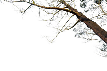 A tree branch is shown against a white background