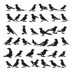 Set of silhouettes of birds, birds vector