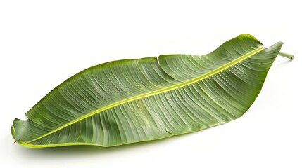 Obraz premium Banana Leaf Information