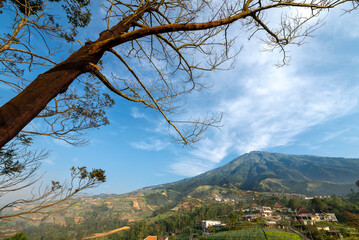 Obraz premium A tree is in the foreground of a mountain range