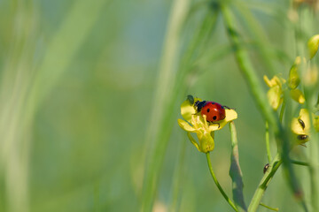 ladybug perching on the rapeseed flower
