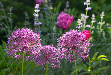 Allium Purple Rain Flower close up in garden sunny day