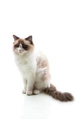 Beautiful young healthy Ragdoll cat on a white background.