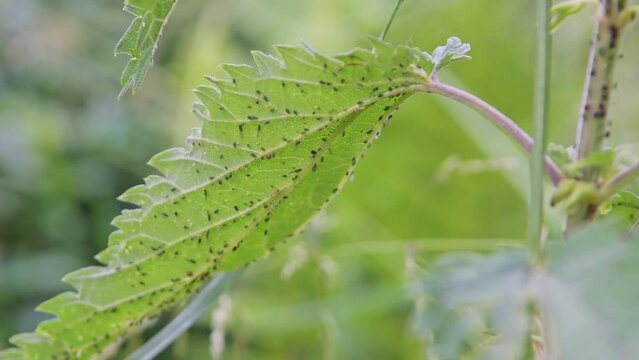 aphid and ants on nettle leaves and stems, greenfly and blackfly