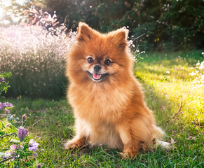 young pomeranian in nature