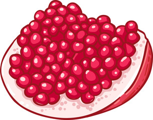 Pomegranate  Fruit  Colored Detailed Illustration