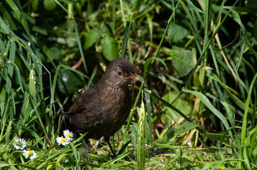 Female  black bird  collecting  worms  in its  beak