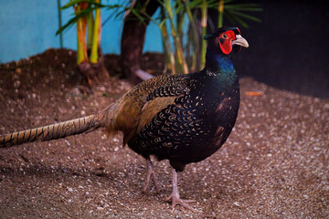 peacock in the garden © Riadi