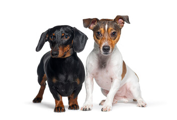 Black dachshund and a white mixed breed dog sit attentively against a white backdrop