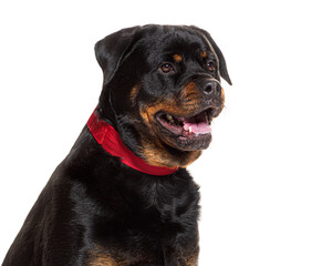 Obraz premium Happy rottweiler dog wearing red collar smiling in a studio portrait on a white background