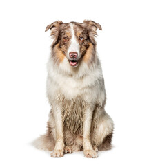 Portrait of an old sitting australian shepherd with a joyful expression isolated on white